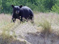 Wildlife of Canada